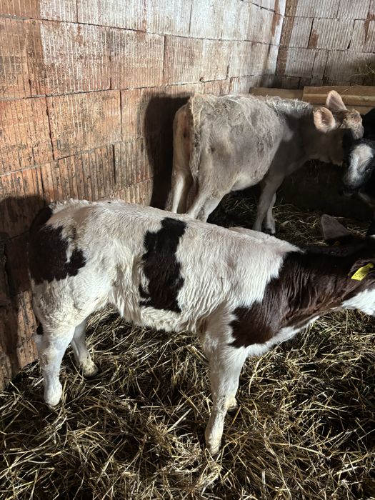 Vănd viței Belgieni