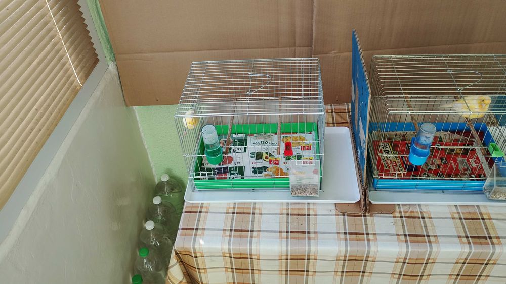 Орфей-мъжко и женско.Млади,тазгодишни.