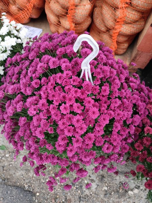 Crizanteme la Reducere