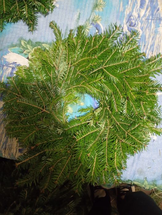 Coronițe de brad natural