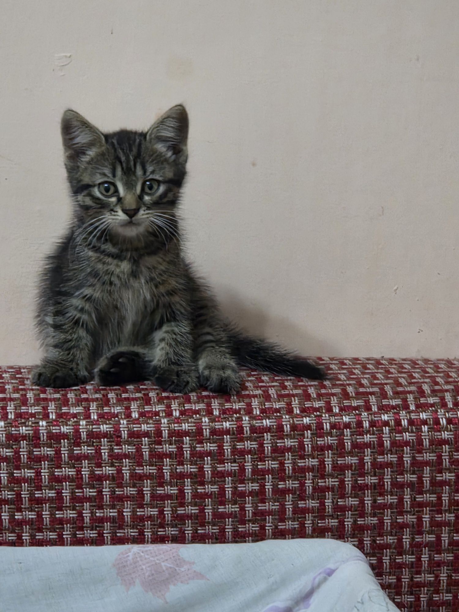 Котята.Две девочки,два мальчика