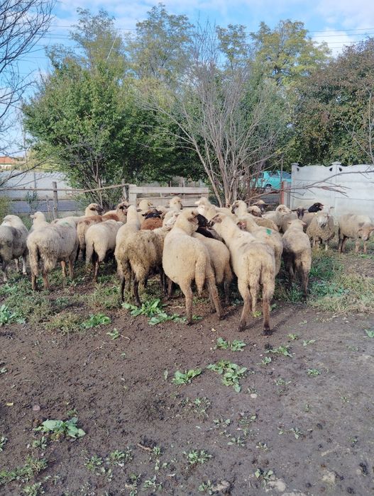 Vând 34 de oi grase