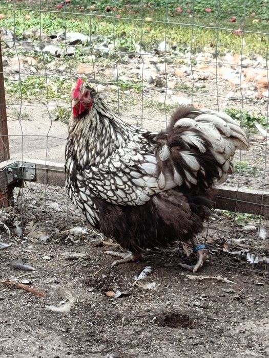 Gaini Orpington si Cochinchina