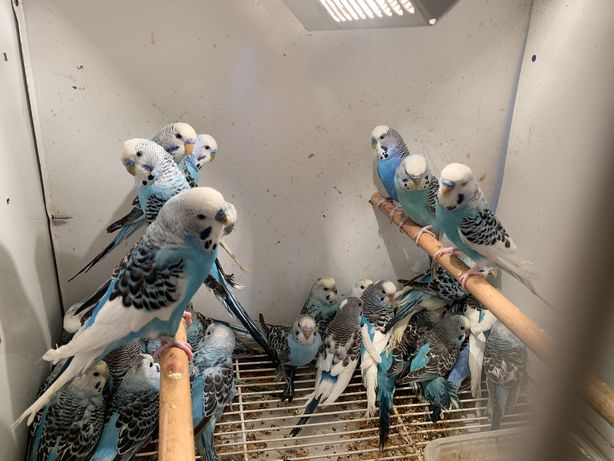 Papagal Perusi Crescatorie