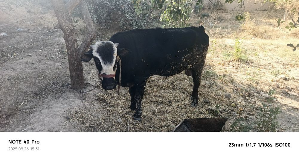 Xoʻkiz sotilad yeb ichisi zor narxi 23mlyon