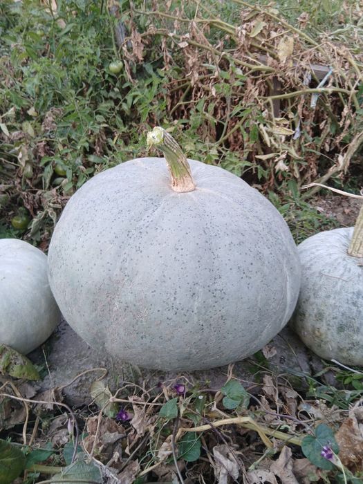 Тыква, Асқабақ сатылады. Бағасын келісімді