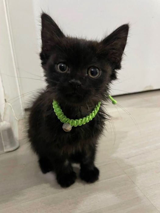 Котенок в добрые руки