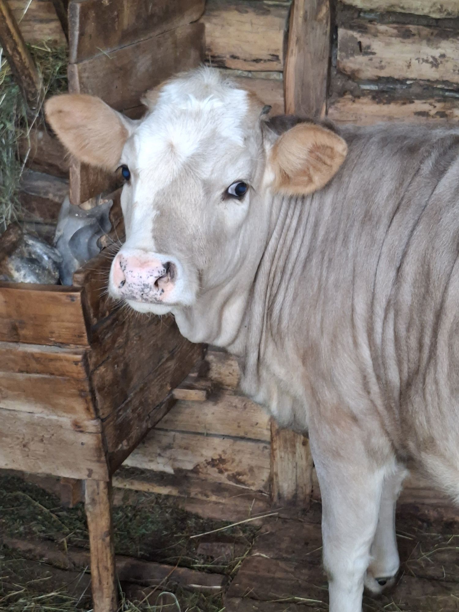 Vând vitea în vârstă de 5 luni