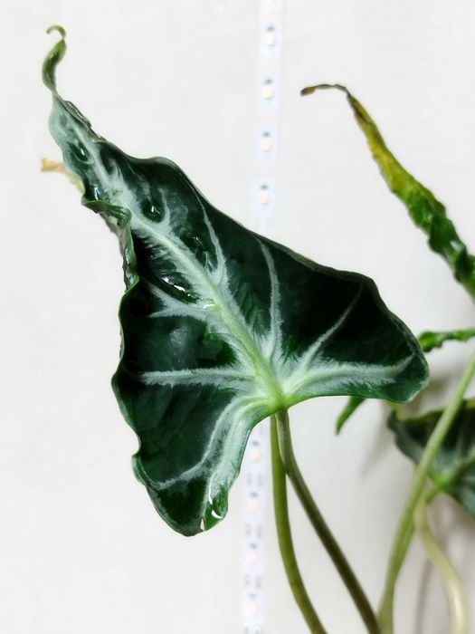 Продаю клубни алоказий