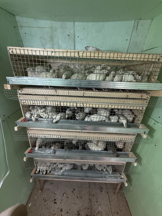 bedana qafasga zakaz olamiza