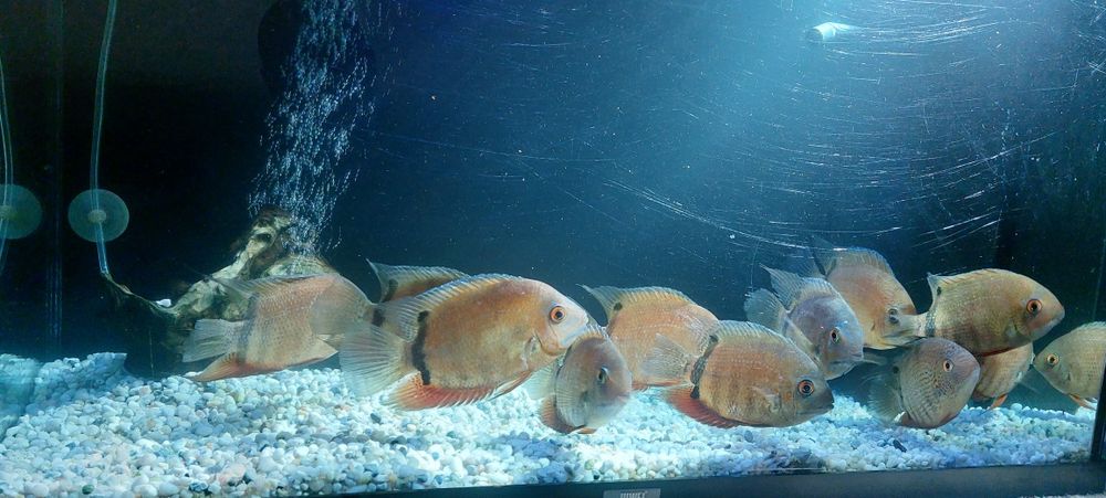 Ciclide americane severum