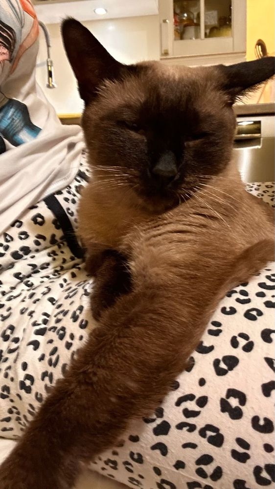Кошка Ева ищет дом