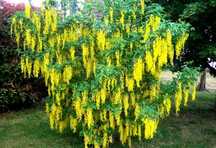 Златен дъжд (Laburnum anagyroides)
