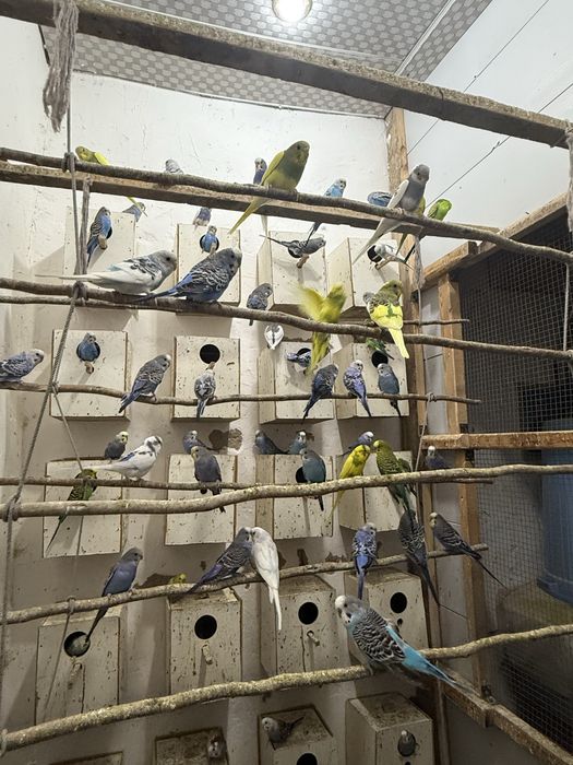 Papugay 30 тача бор сотиладигони