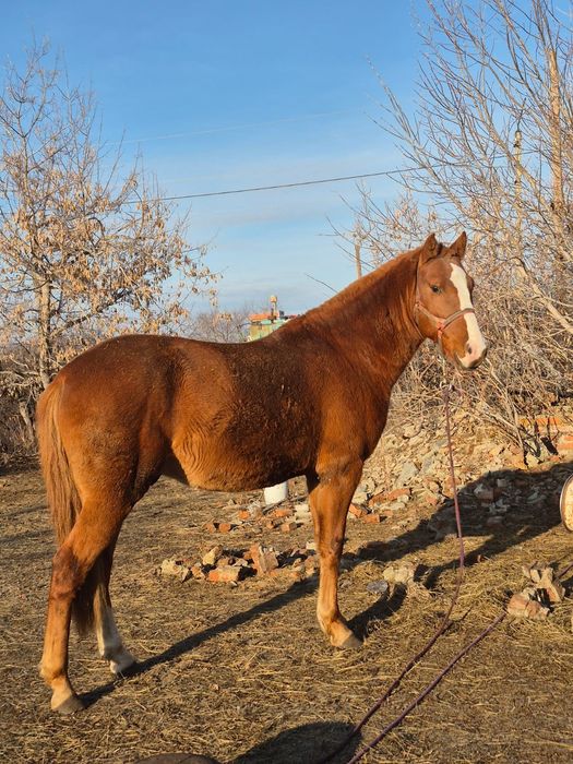 Продаётся жеребец