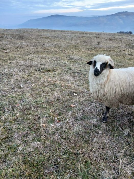 Berbecuț de vânzare