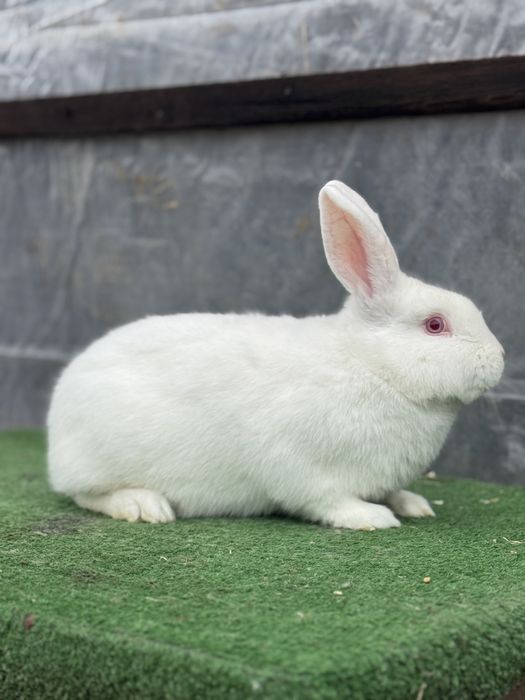 Vand 3 iepuri masculi