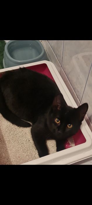 Adopție pui pisică