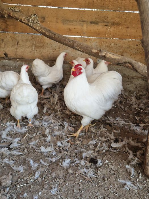 Vand wyandotte pitic alb