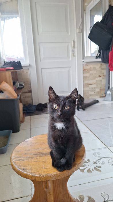 Котята. В ХОРОШИЕ РУКИ 
5 котят. 1,5 месяца
Ходят в лоток.
Кушают