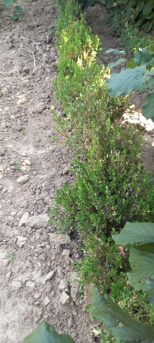Buxus gard viu verde