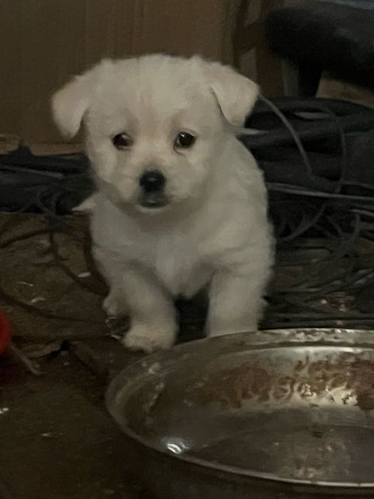 Donez catelusi 1-2 luni