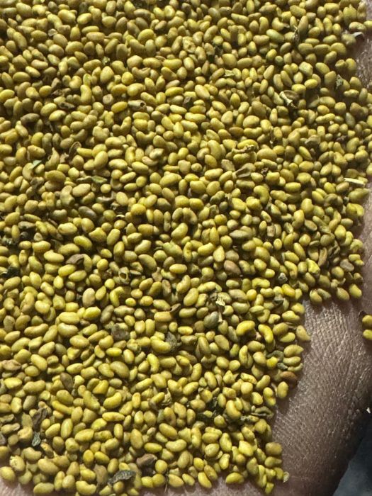 Семена люцерны (Меркенский)