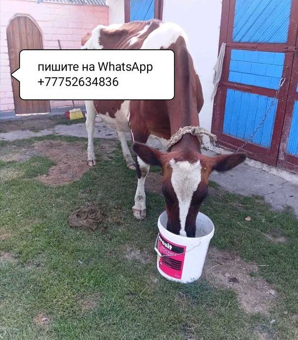 Продам молочную корову