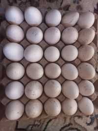 Домашний яйцо индейки