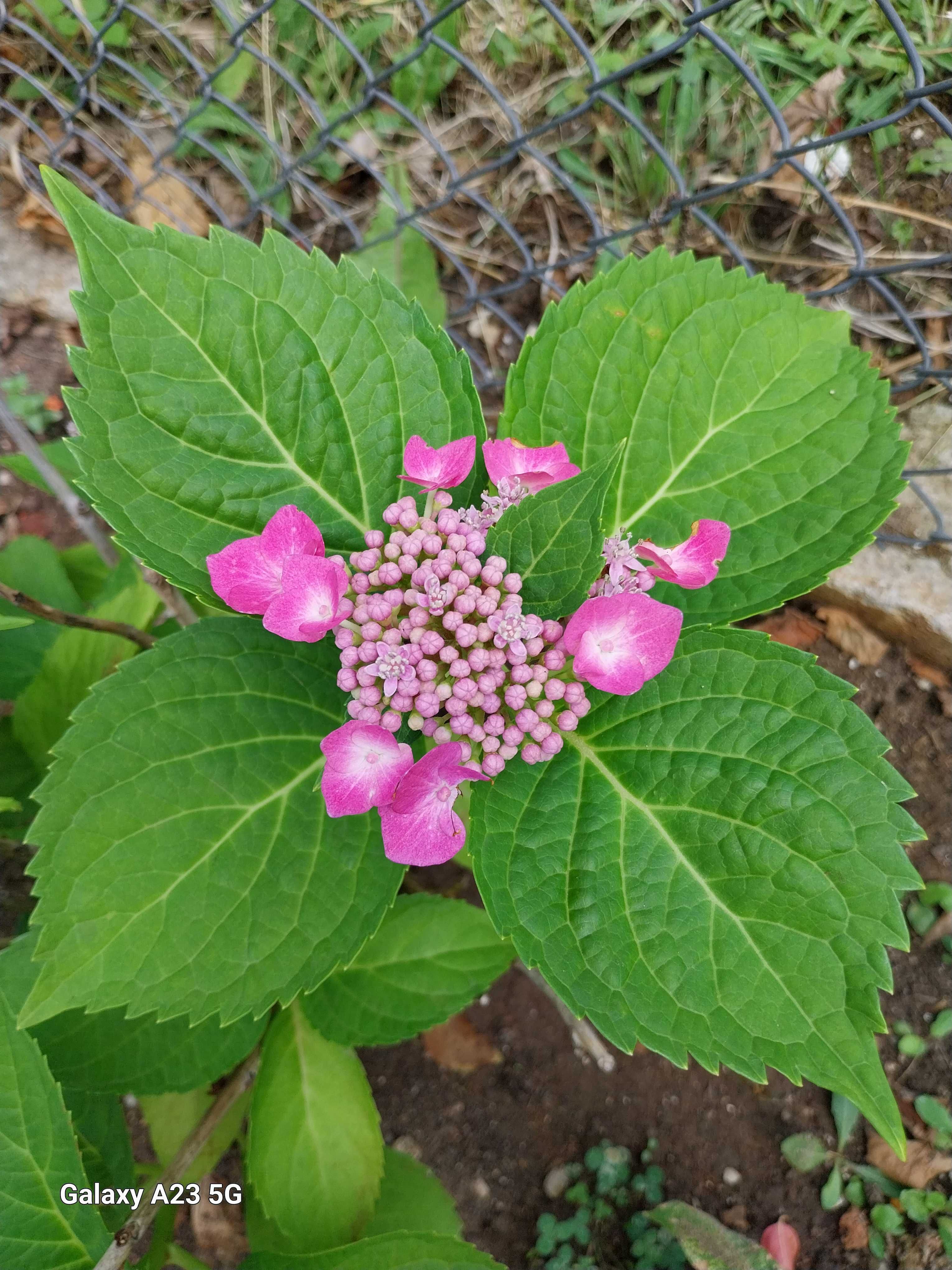 Хортензия Розова (Hydrangea serrata)