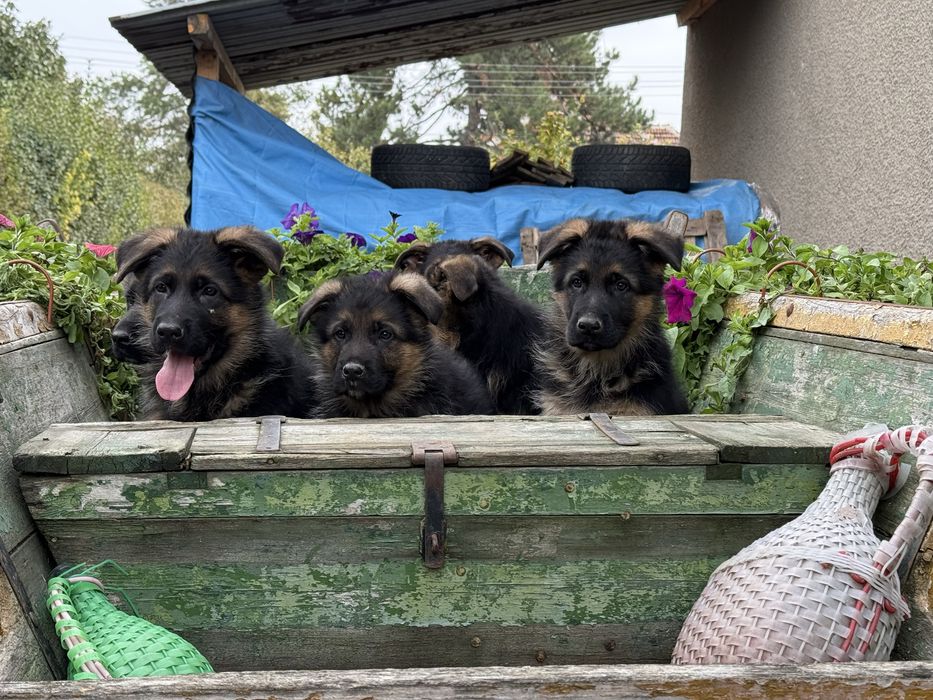 Немски овчарки с родословие