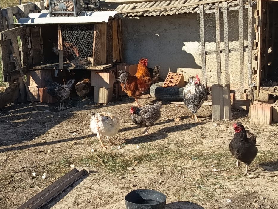 Găini rasă mixtă