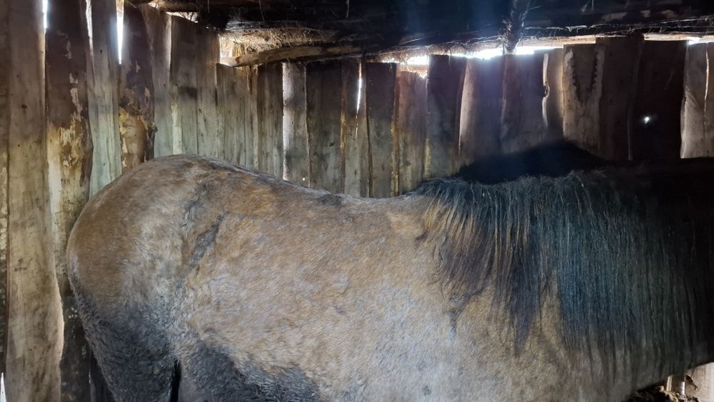 СОҒЫМ, тай, жемде тұрғанына 1,5 ай бұолды