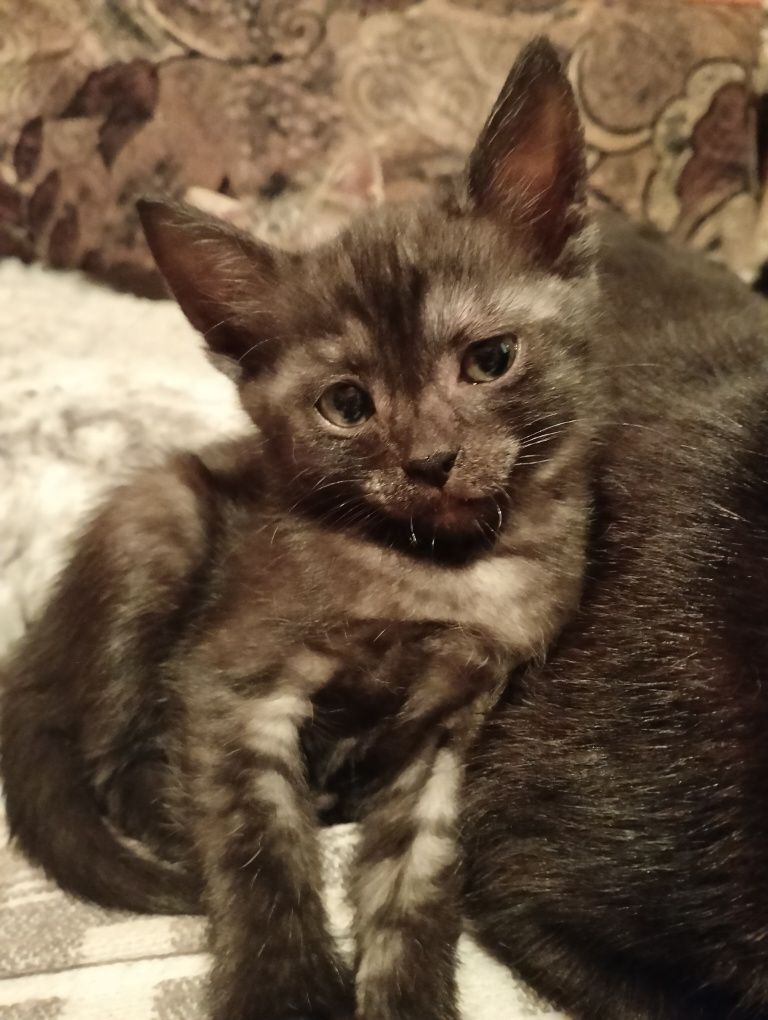 Отдам котенка девочку 2 месяца