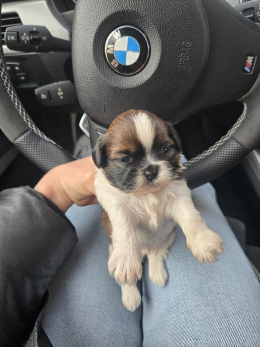 Ши тцу shi tzu shihtzu
