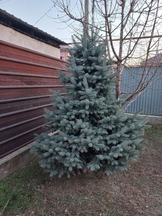 Продам голубую ель