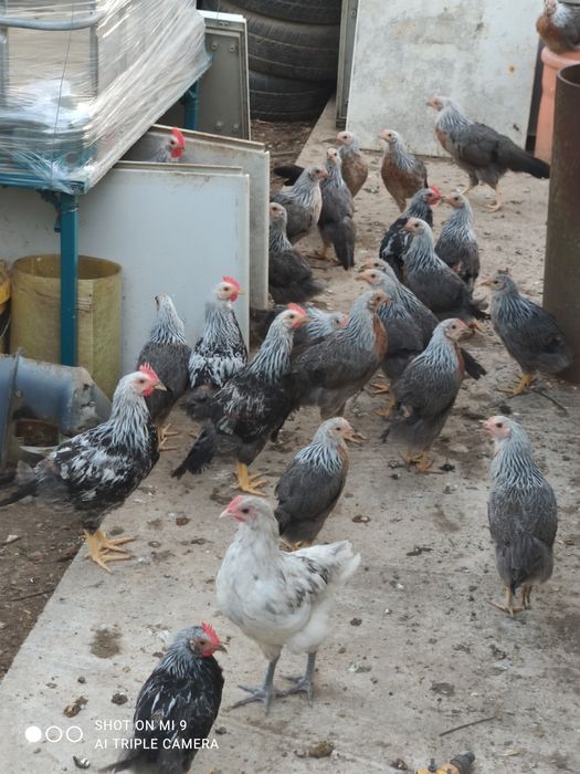 Cocos de rasă,cocoșel, cocos argintiu italian, cocos de curte