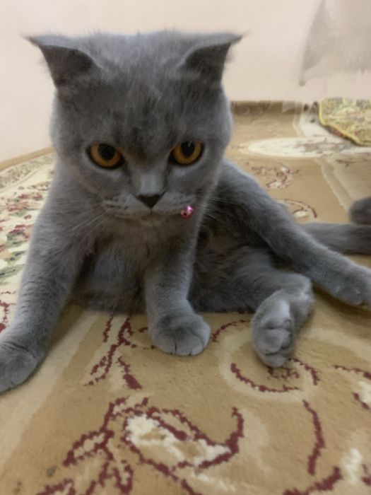 Damashniy mushuk
