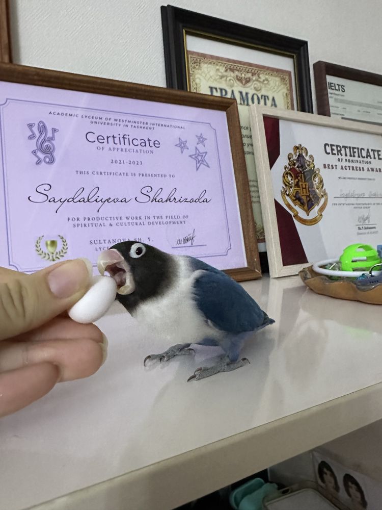 Пропал попугай неразлучник
