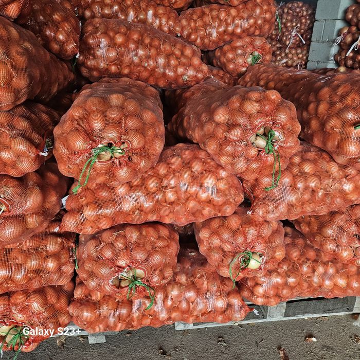 Лук сорт Манас сухой