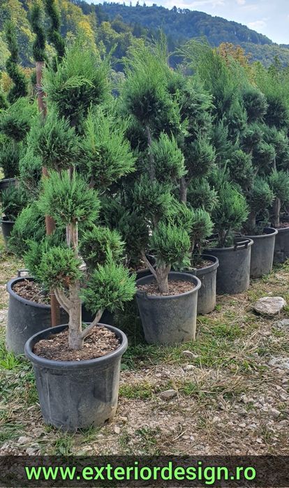 Pon pon Tuia spirala, plante ornamentale pret minim ( thuja smaragd)