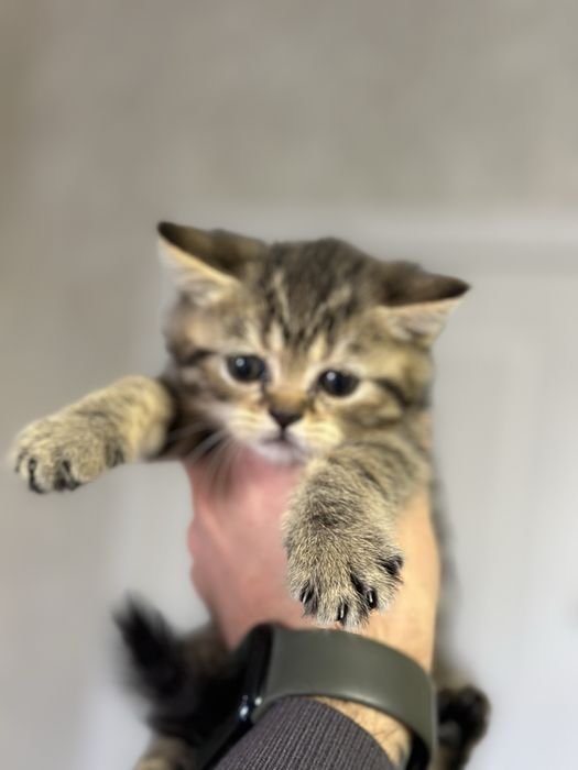 Продаются котята