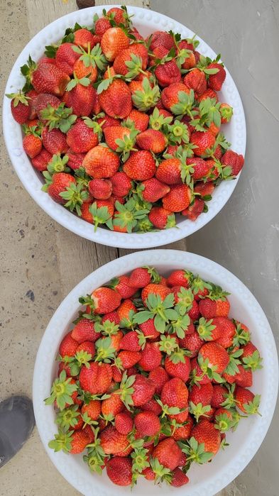 Qulupnay charli kareyski bor 24/7