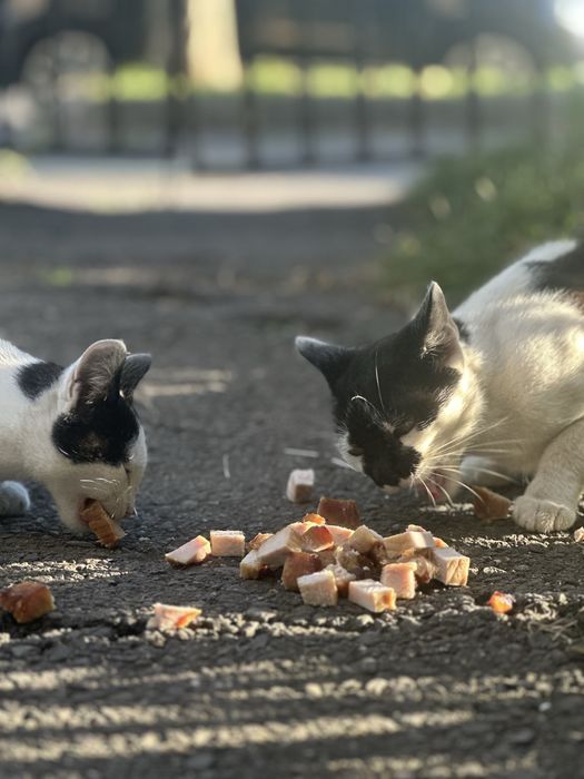 Pisică sterilizată + pui de adoptat