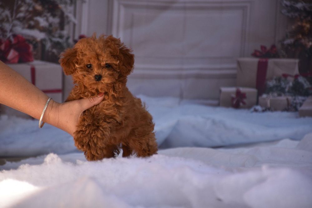 Той пудел (Toy poodle)