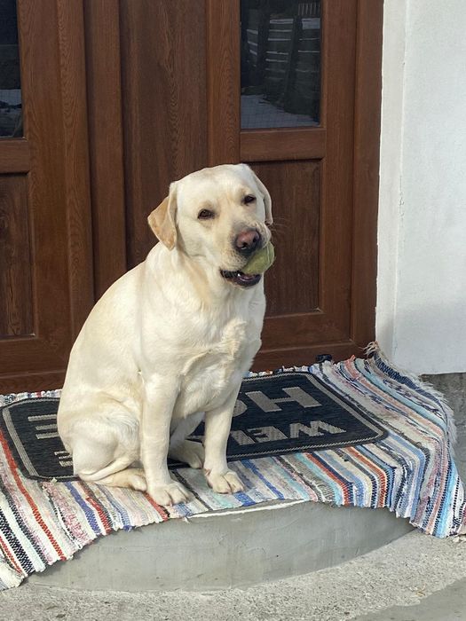 Labrador Retriever cu pedigree A FCI