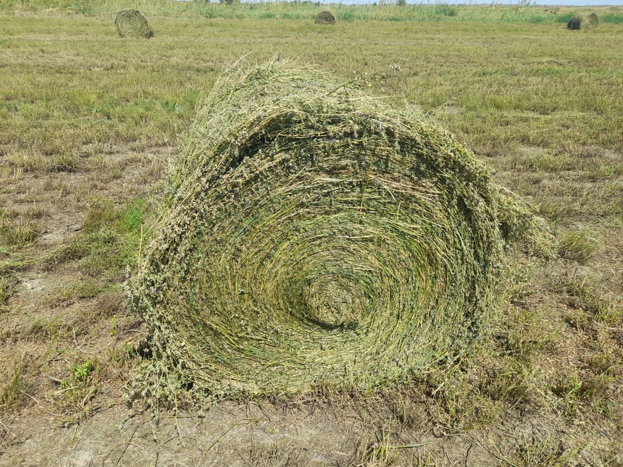 Сено урлон жоношка свежый укос жоношка с доставкой сатамын урлон жонош