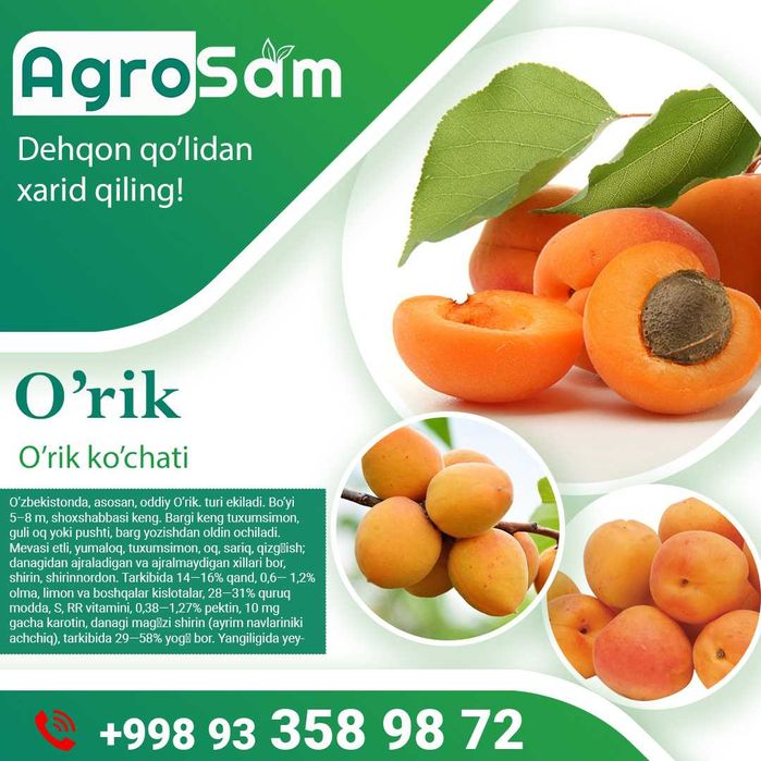 Олма Гилос Шафтоли Узум кўчатлари