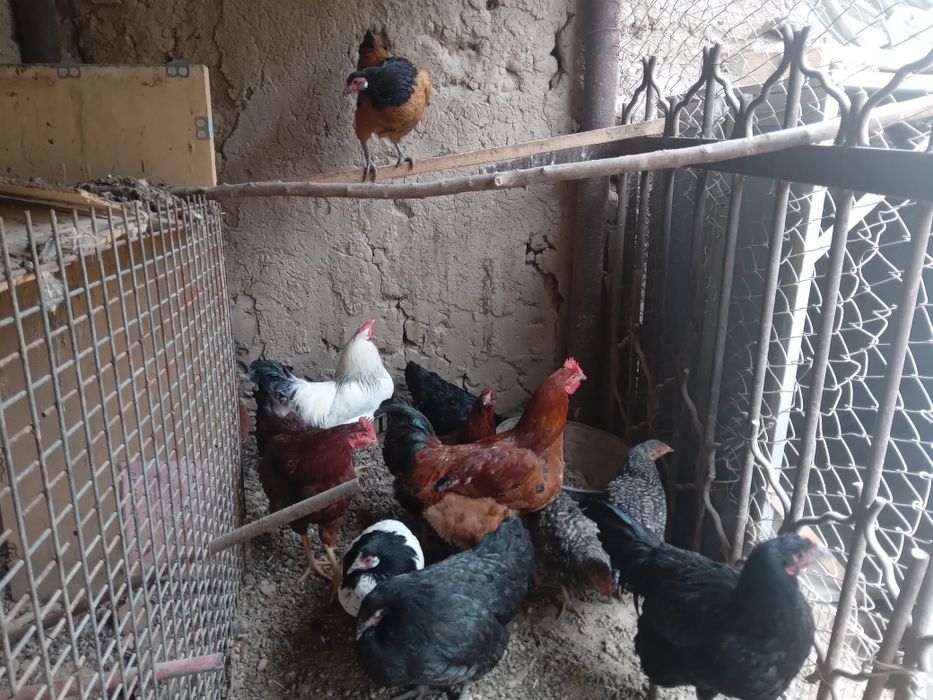 Tovuq  va xo‘rozlar xammasi sotiladi