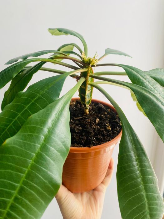 Продам комнатное растение молочай гребенчатый